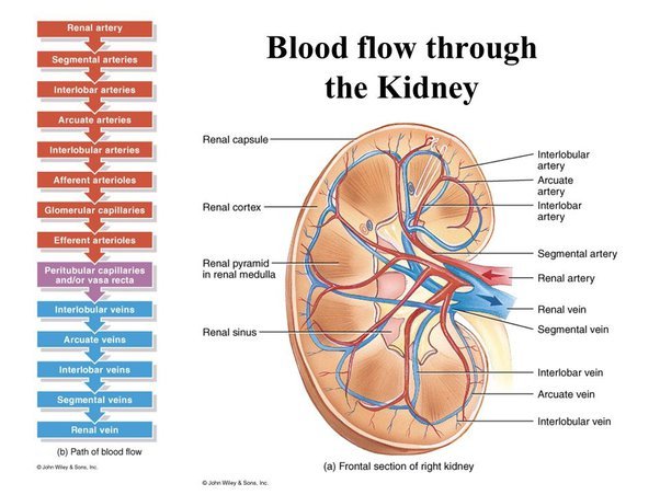 Excretion and list of the excretory organs | CHAPTER 8 | Anatomy and Physiology