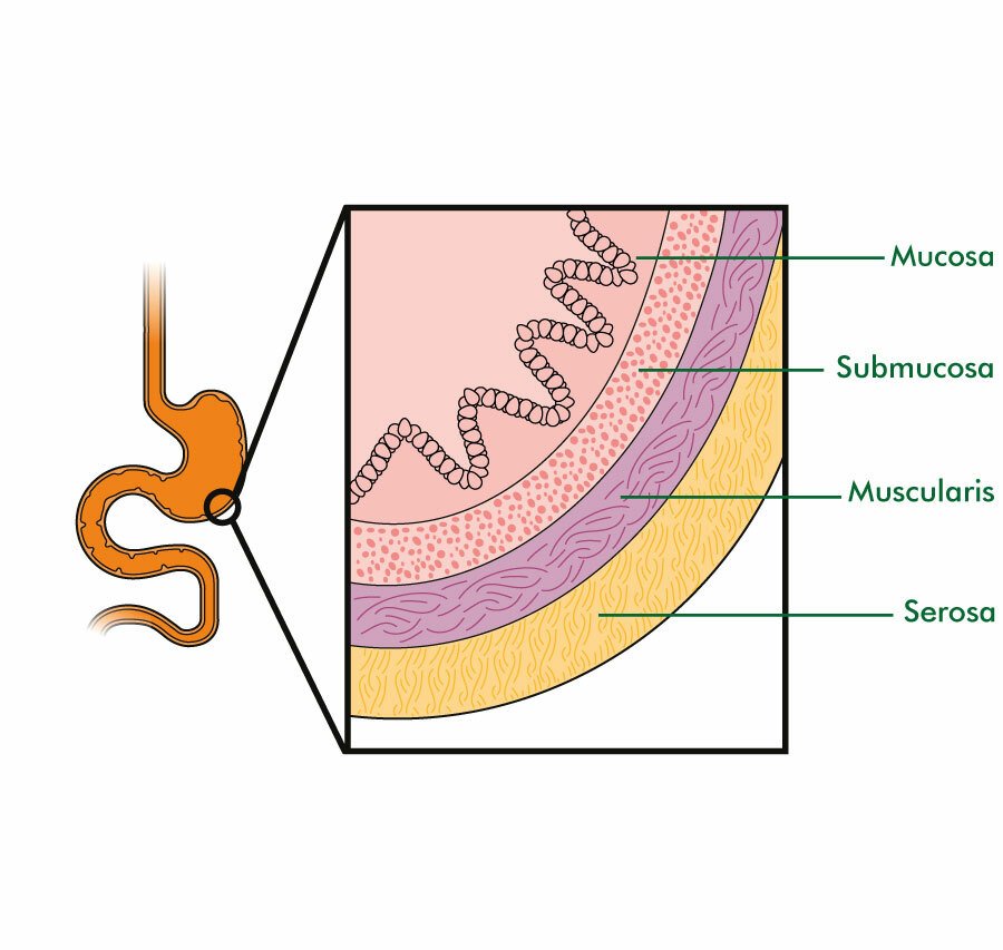 The layers | CHAPTER 3 | Anatomy and Physiology
