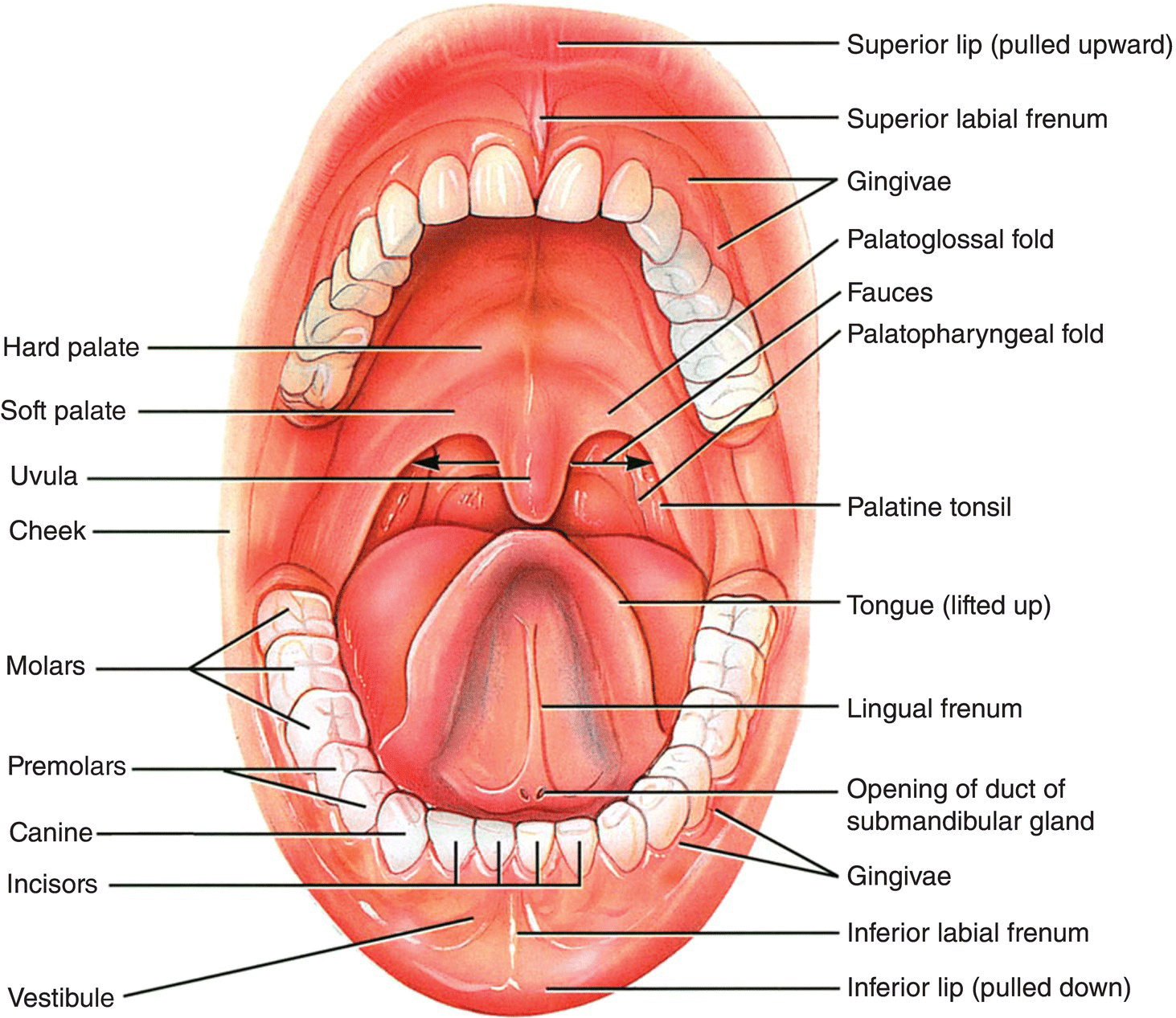 Mouth cavity | CHAPTER 3 | Anatomy and Physiology