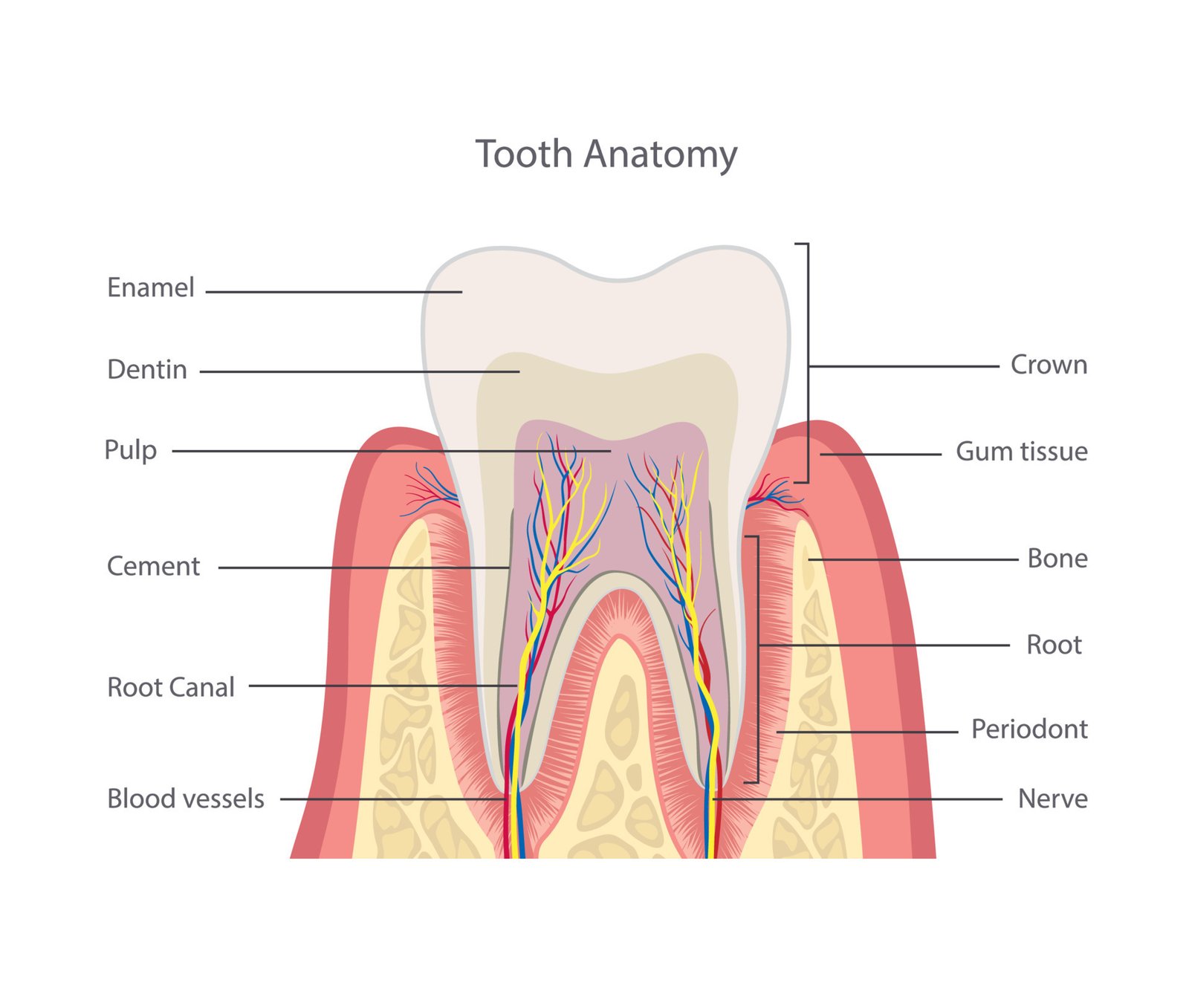 Concept about Teeth | CHAPTER 3 | Anatomy and Physiology
