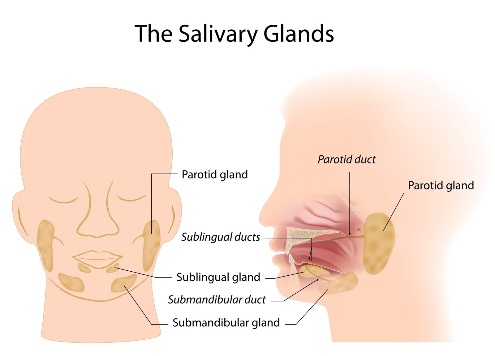 Salivary glands | CHAPTER 3 | Anatomy and Physiology