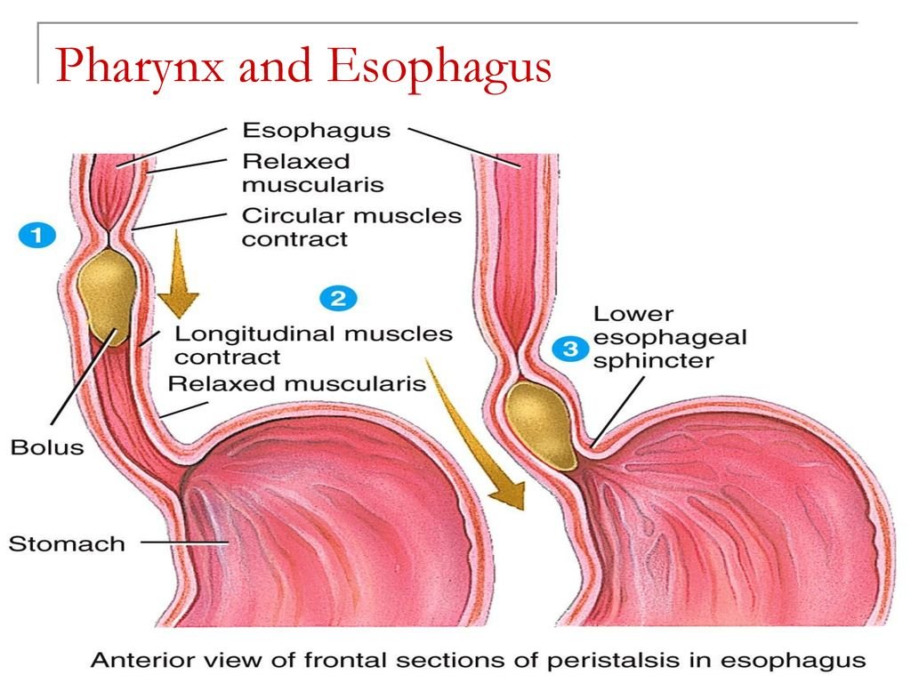 Salivary glands | CHAPTER 3 | Anatomy and Physiology