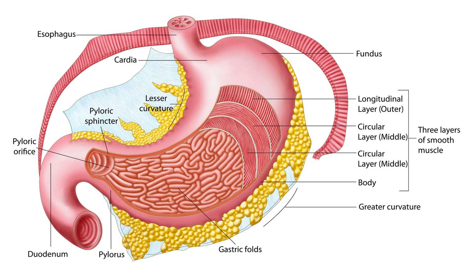 Concept about Stomach | CHAPTER 3 | Anatomy and Physiology