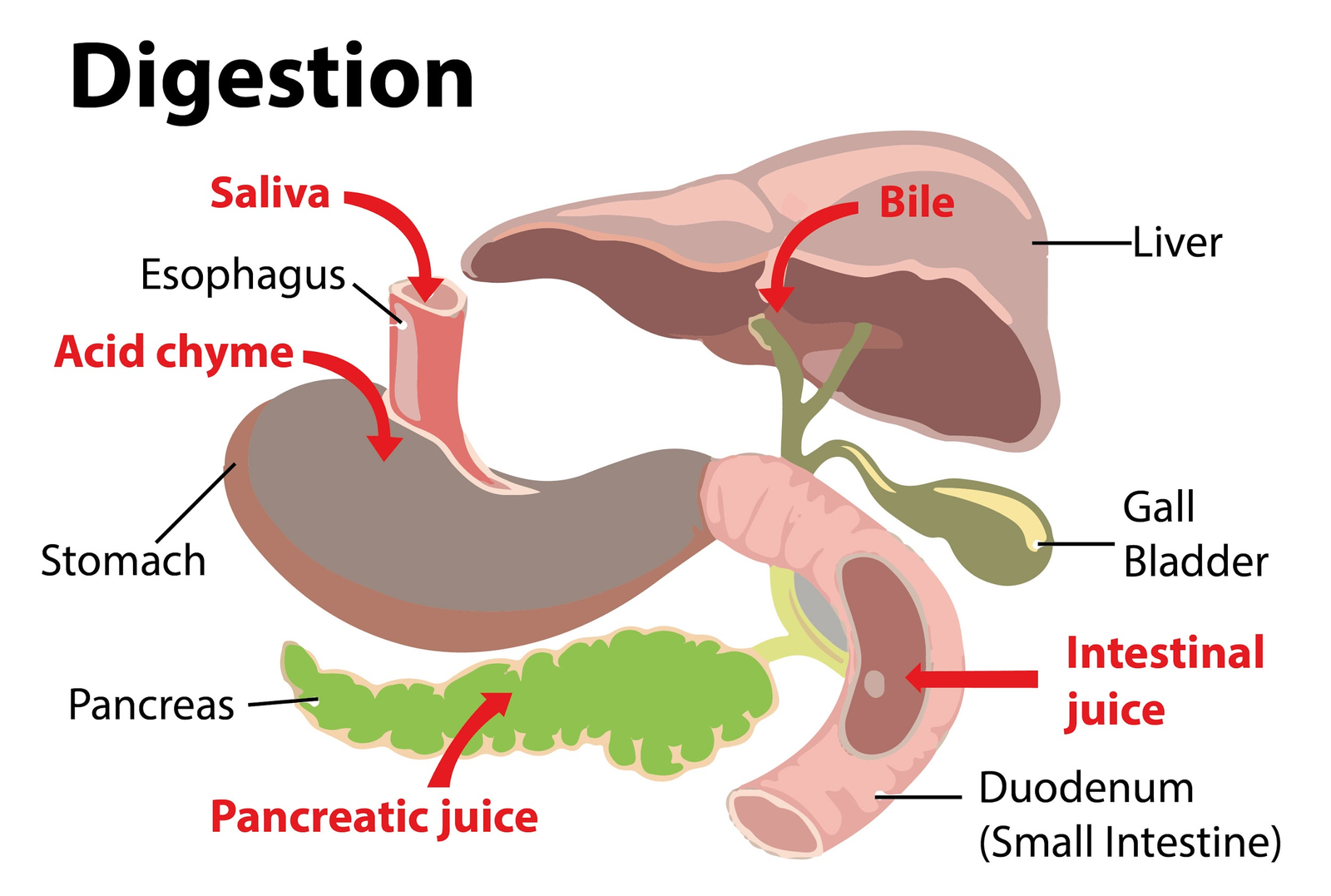 Gastric juice | CHAPTER 3 | Anatomy and Physiology