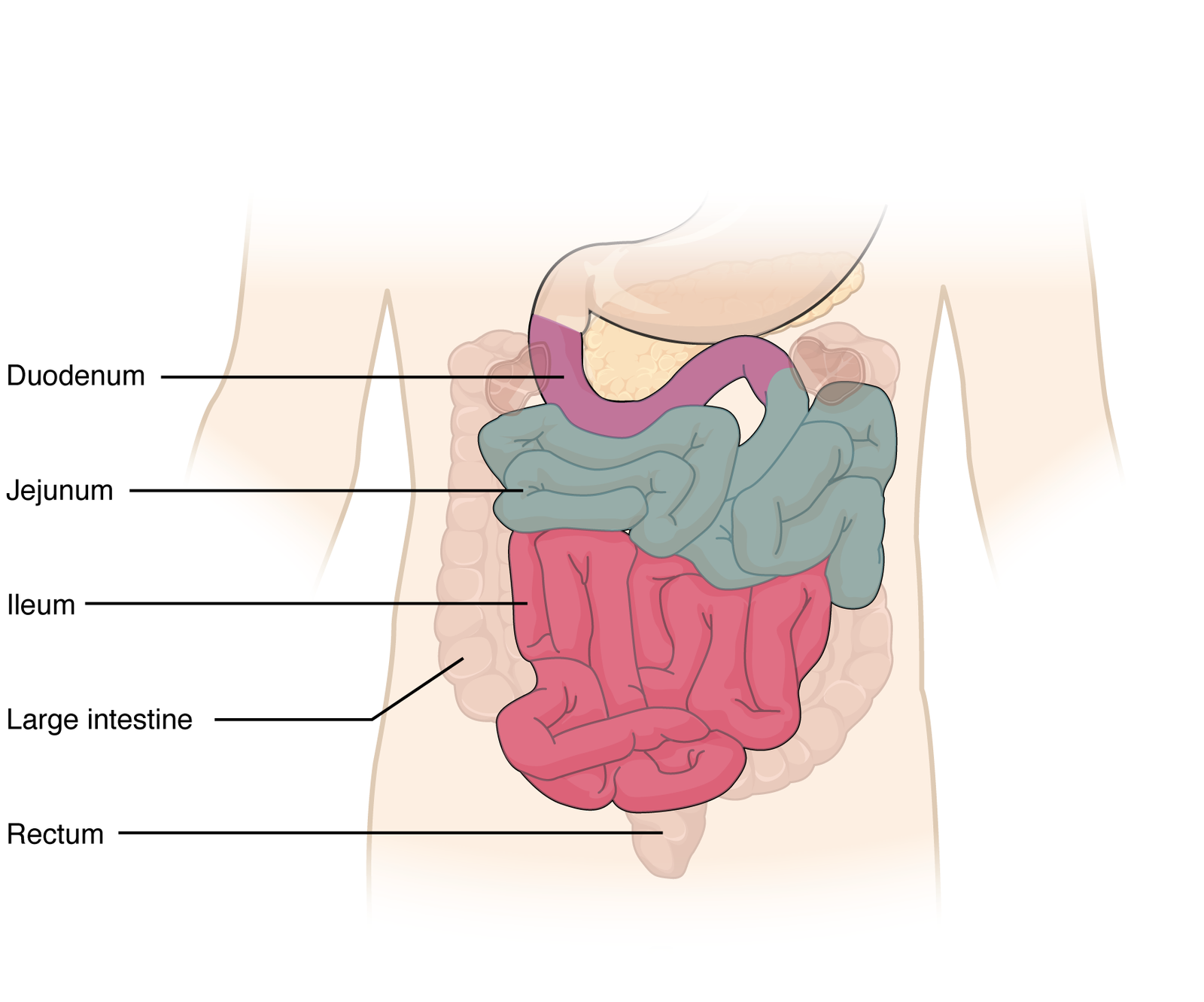 The intestine | CHAPTER 3 | Anatomy and Physiology