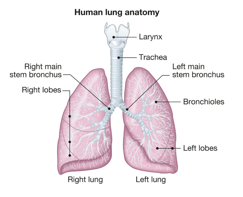 The lung | CHAPTER 4 | Anatomy and Physiology