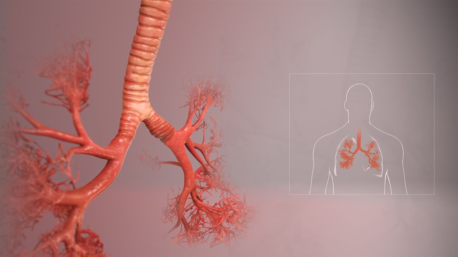 The tracheobronchial tree | CHAPTER 4 | Anatomy and Physiology