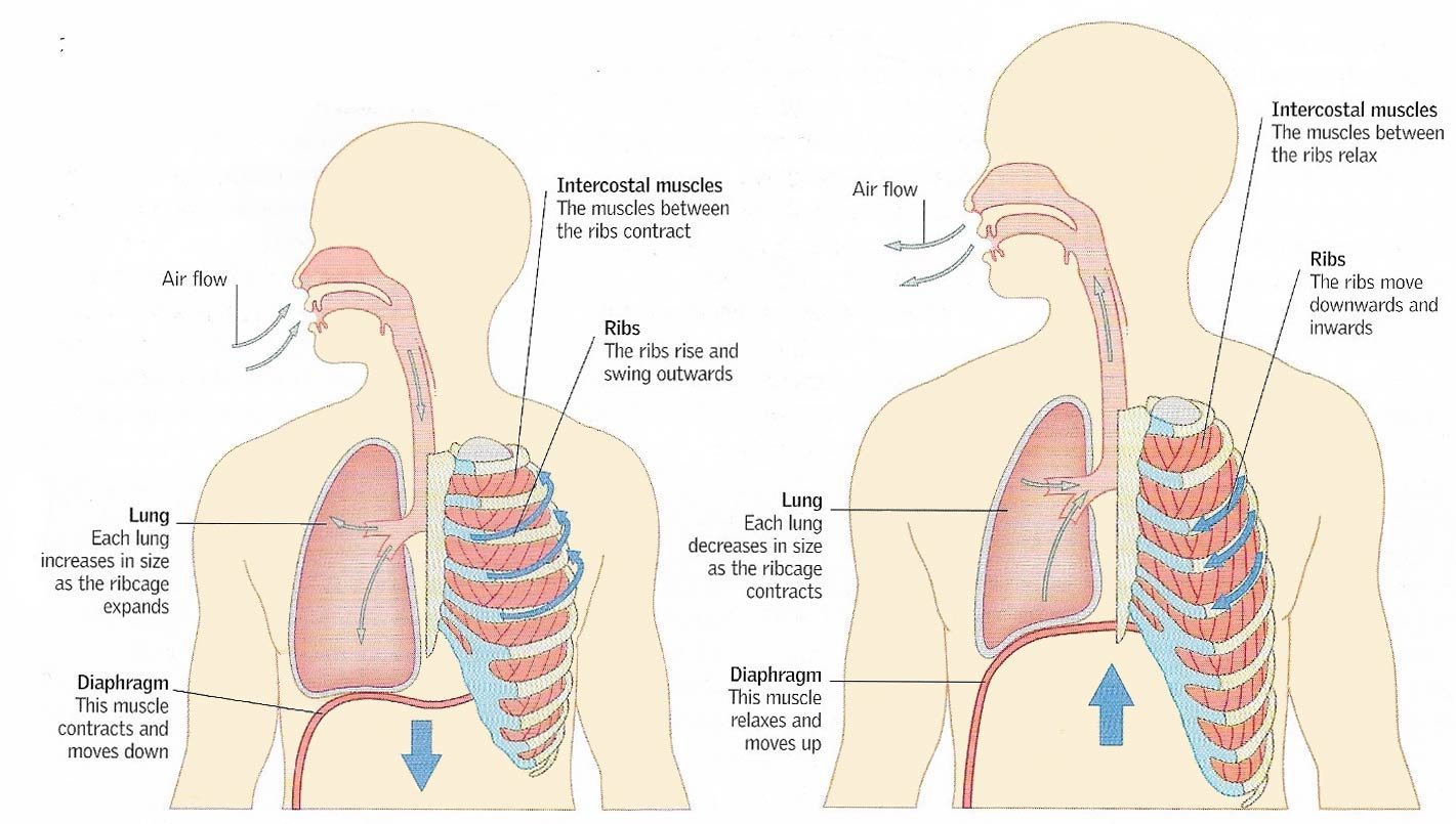 The tracheobronchial tree | CHAPTER 4 | Anatomy and Physiology