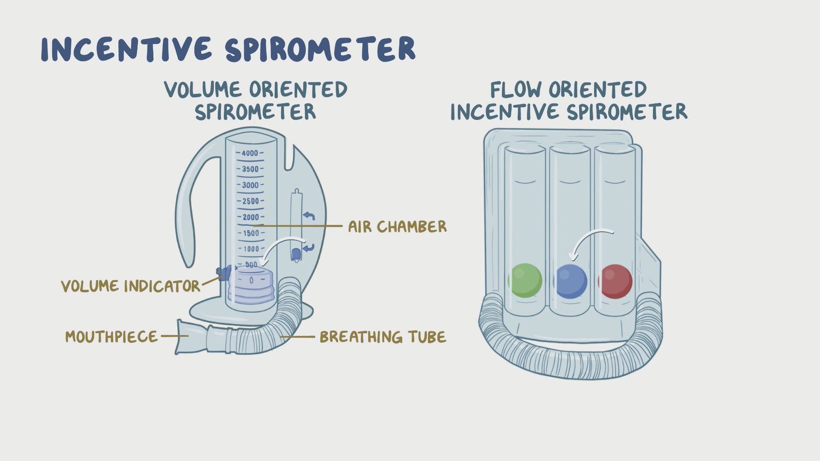 Factors affecting vital capacity | CHAPTER 4 | Anatomy and Physiology