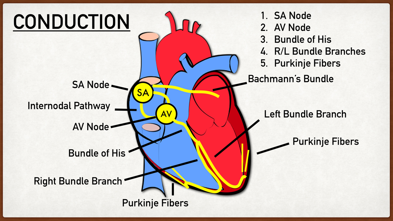 Conduction system of Heart | CHAPTER 5 | Anatomy and Physiology
