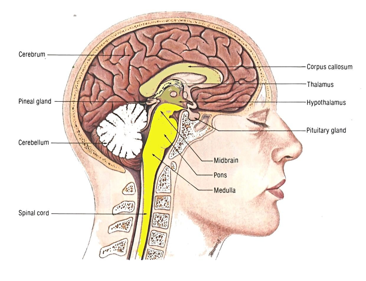 Growth hormone | CHAPTER 6 | Anatomy and Physiology