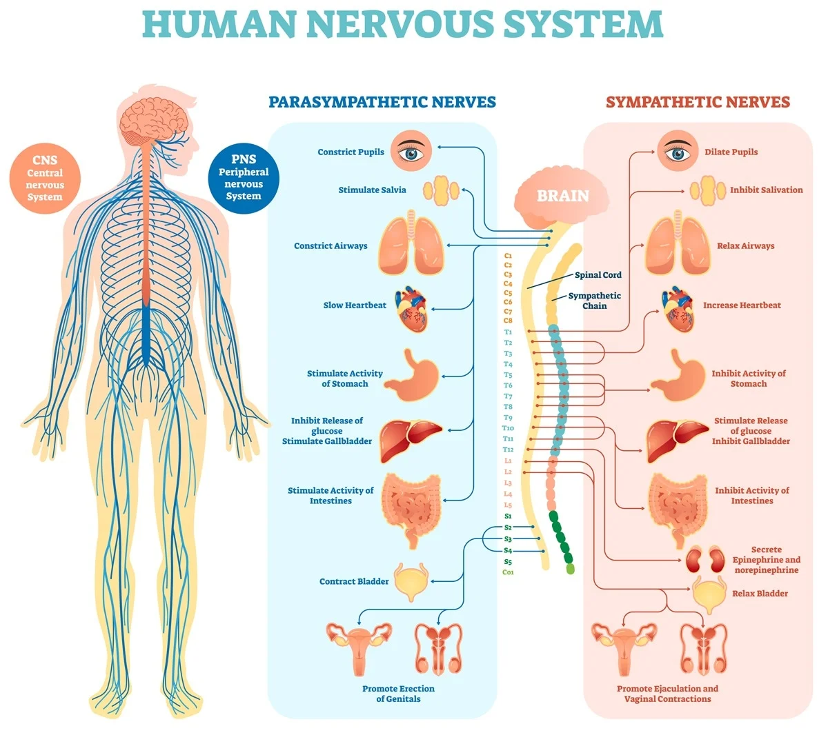 Nervous system | CHAPTER 7 | Anatomy and Physiology