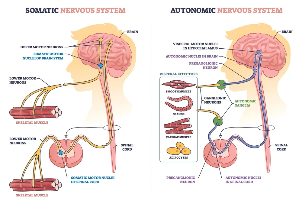 Nervous system | CHAPTER 7 | Anatomy and Physiology