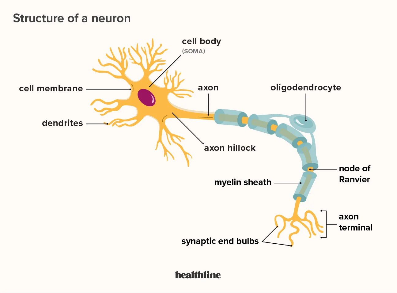 Concept about Neuron | CHAPTER 7 | Anatomy and Physiology