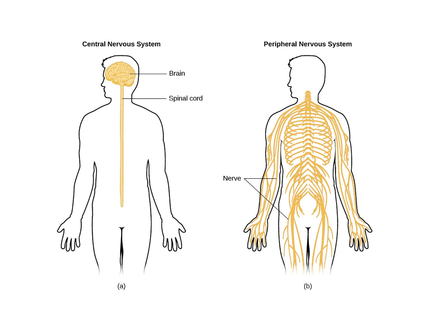 Concept about Neuron | CHAPTER 7 | Anatomy and Physiology