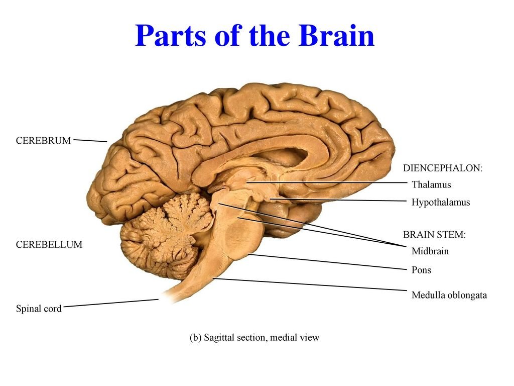Concept about Brain | CHAPTER 7 | Anatomy and Physiology