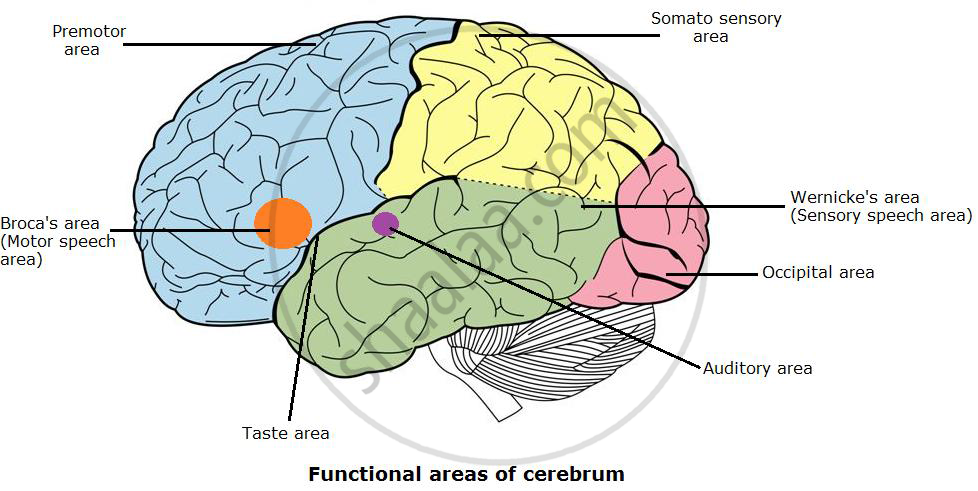 Cerebral lobes | CHAPTER 7 | Anatomy and Physiology