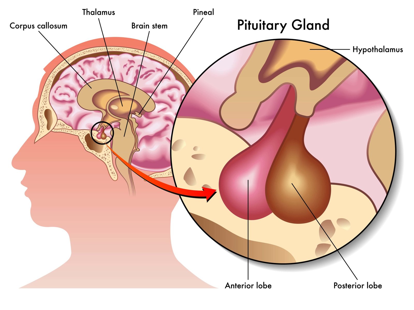 Cerebral lobes | CHAPTER 7 | Anatomy and Physiology