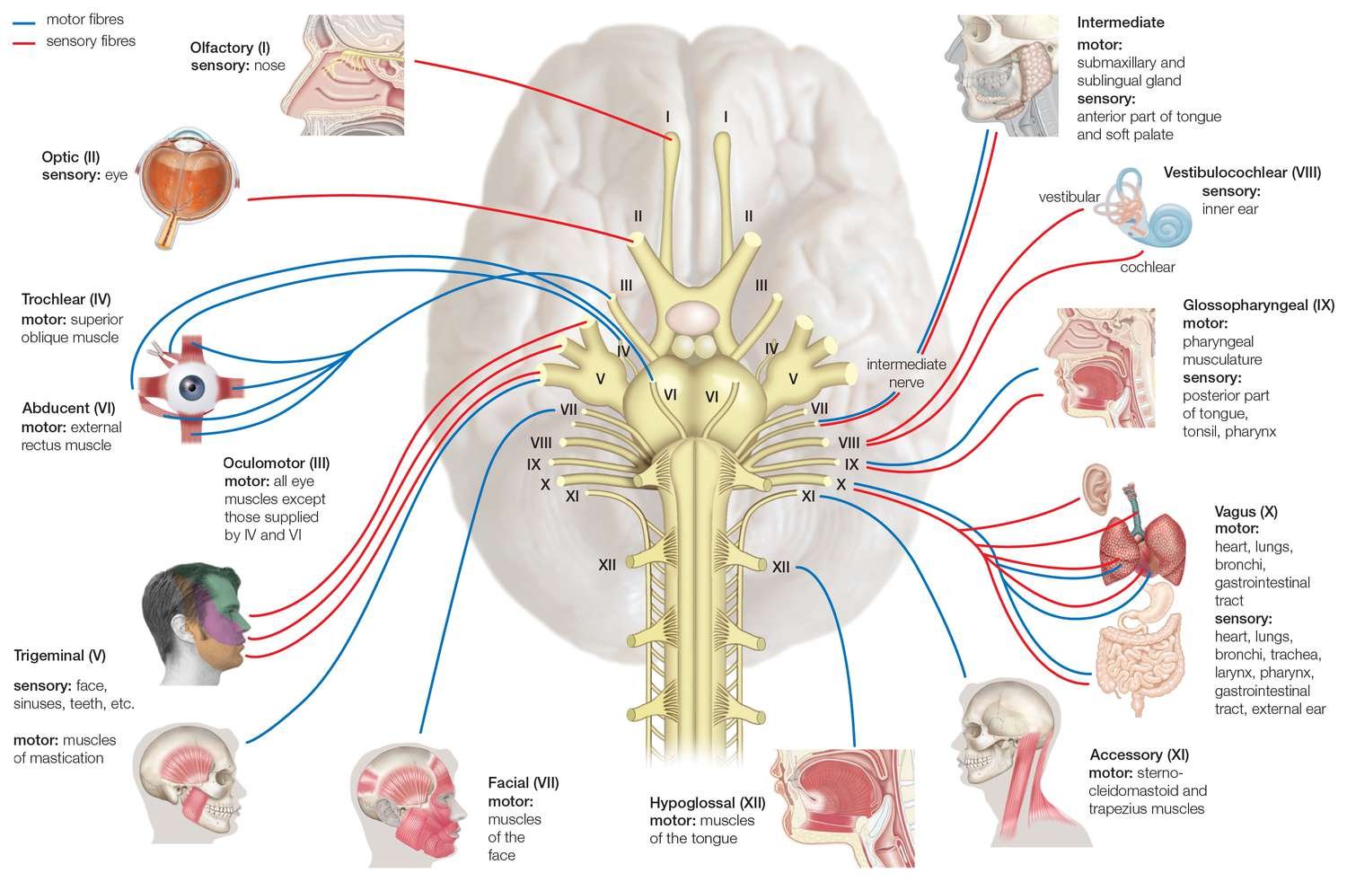 Cranial nerves | CHAPTER 7 | Anatomy and Physiology