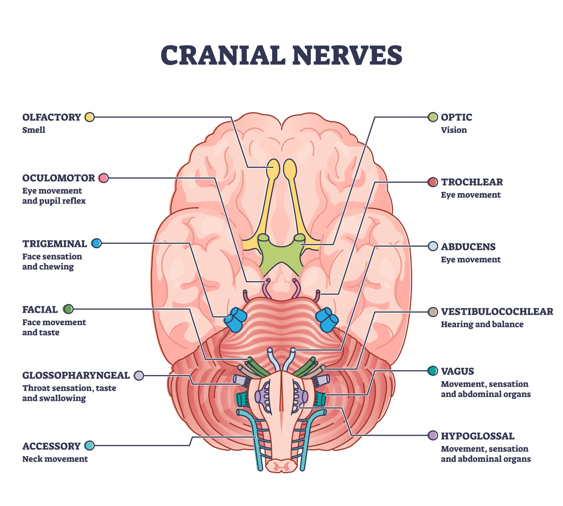 Cranial nerves | CHAPTER 7 | Anatomy and Physiology