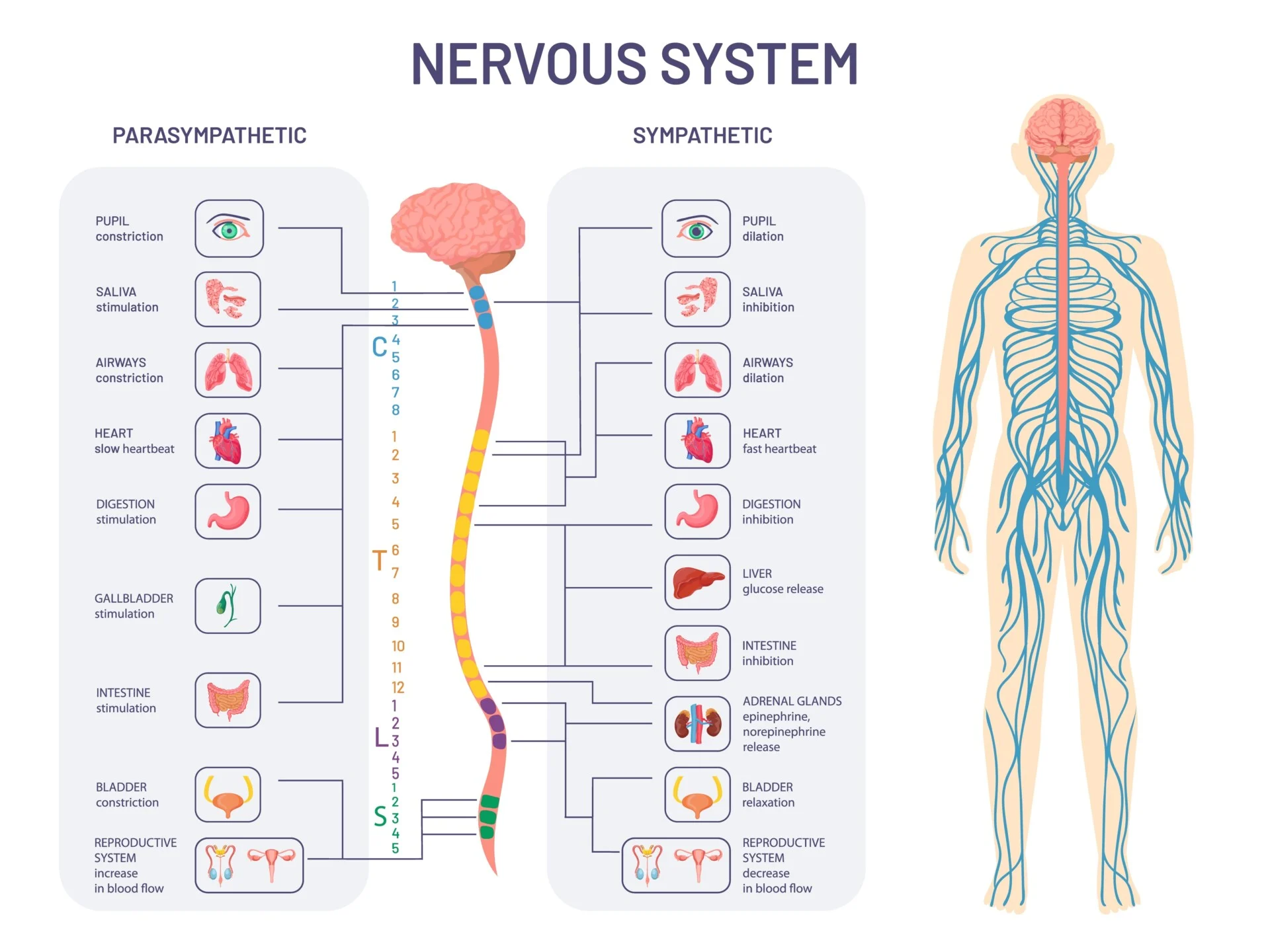 PNS and ANS | CHAPTER 7 | Anatomy and Physiology