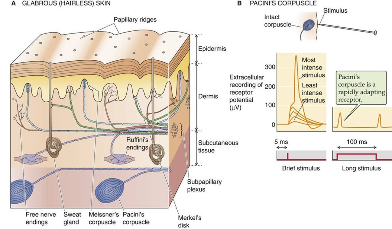 Different types of sensory receptors | CHAPTER 10 | Anatomy and Physiology