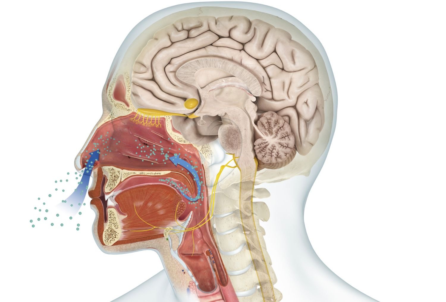 Sense of smell (olfaction) | CHAPTER 10 | Anatomy and Physiology