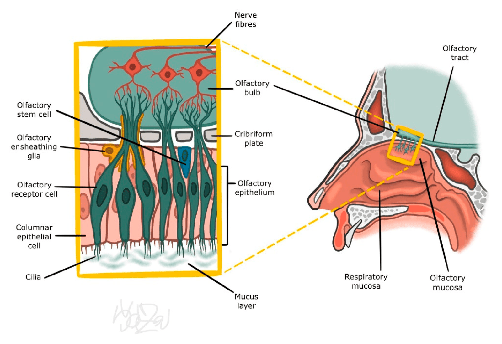 Sense of smell (olfaction) | CHAPTER 10 | Anatomy and Physiology