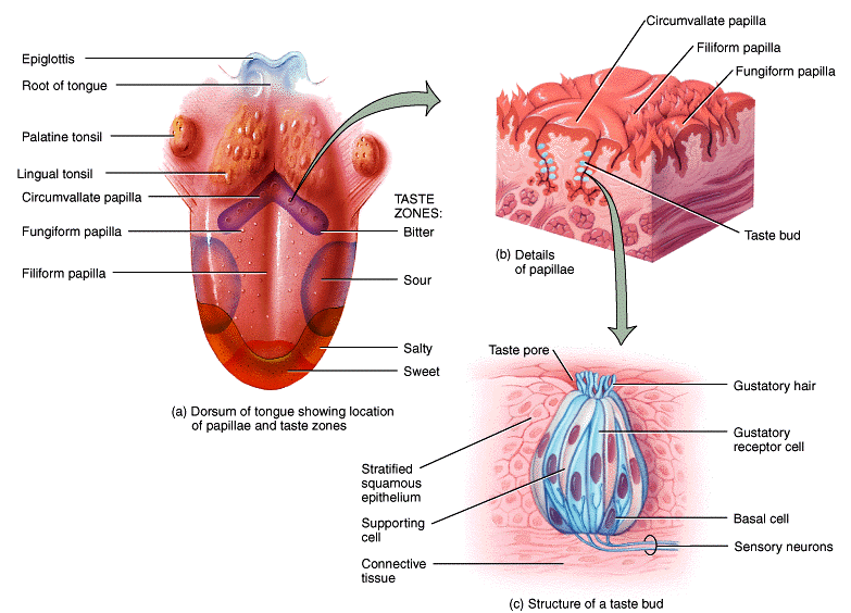 Sense of taste | CHAPTER 10 | Anatomy and Physiology