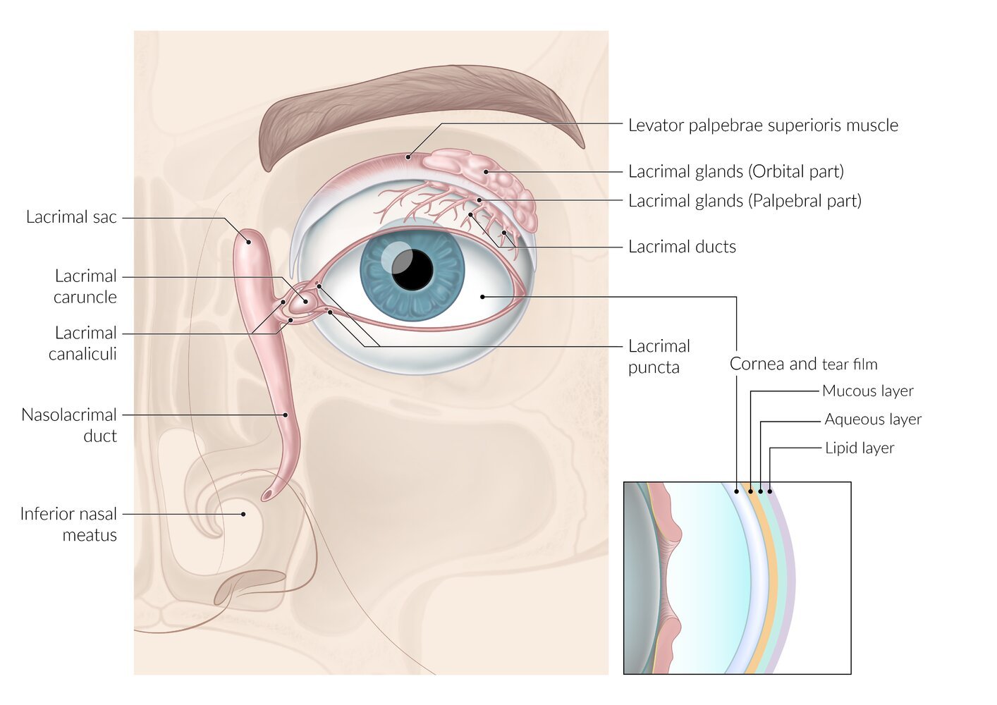 The acessory structures of the eye | CHAPTER 10 | Anatomy and Physiology