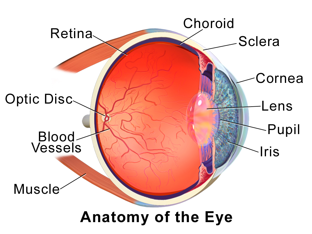 The acessory structures of the eye | CHAPTER 10 | Anatomy and Physiology