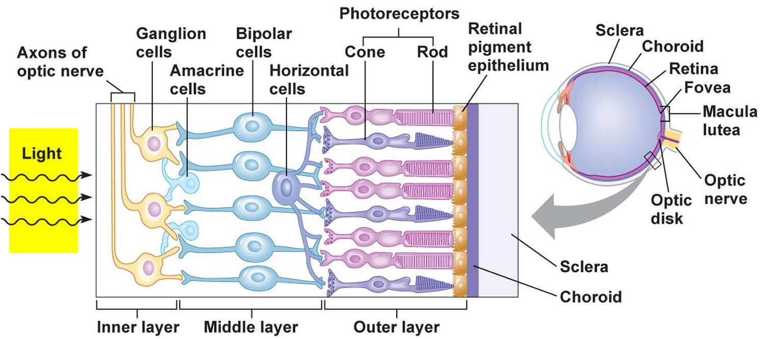 Concept about Retina | CHAPTER 10 | Anatomy and Physiology