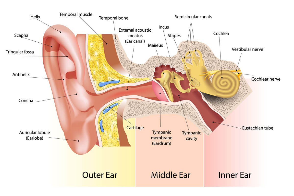Physiology of Hearing | CHAPTER 10 | Anatomy and Physiology