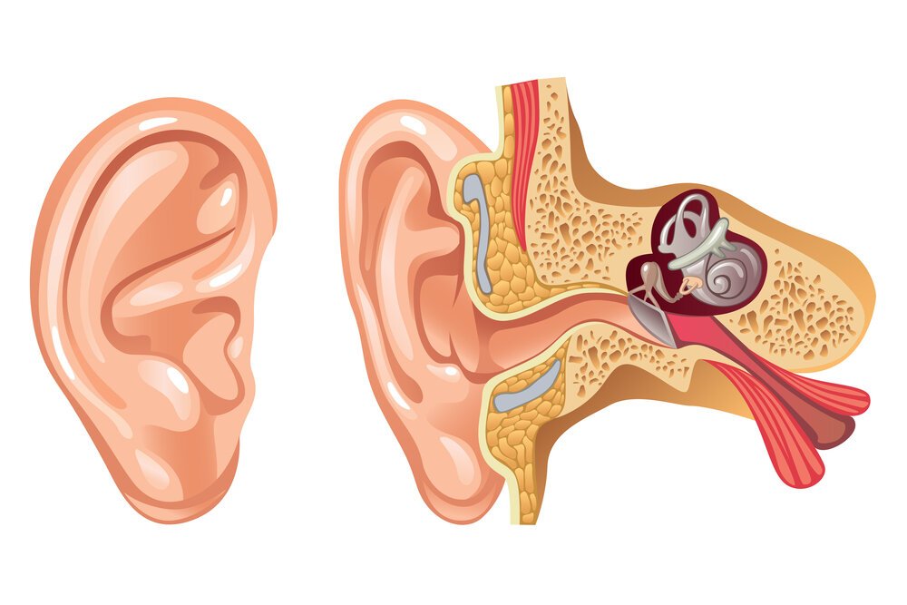 Physiology of Hearing | CHAPTER 10 | Anatomy and Physiology