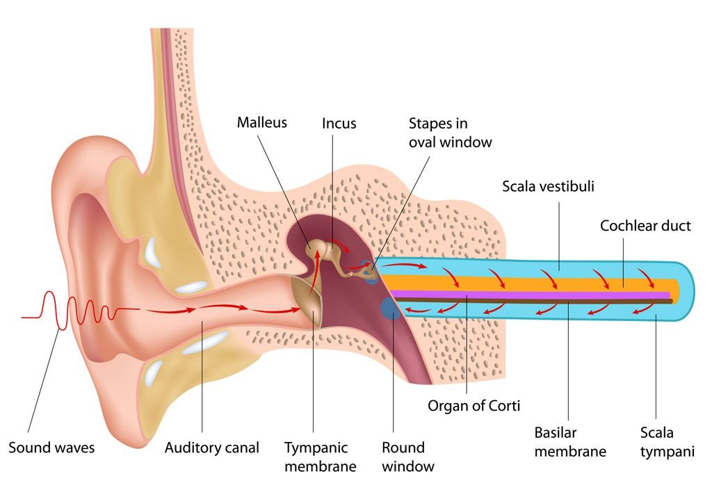 Auditory function tests | CHAPTER 10 | Anatomy and Physiology