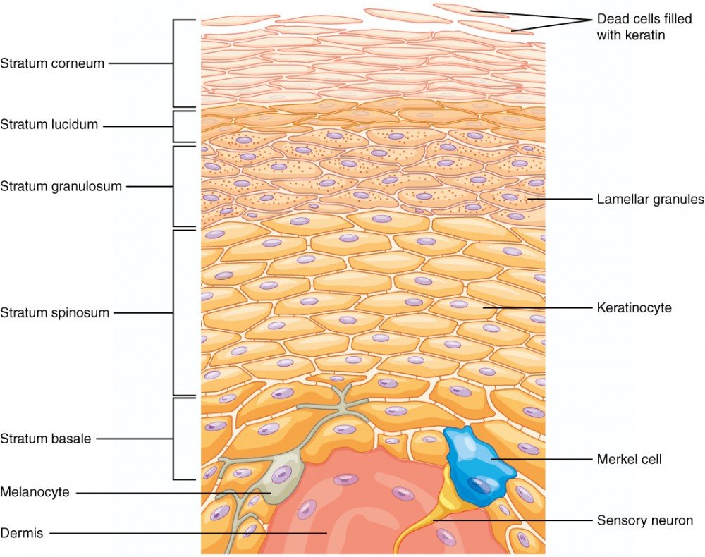 Concept about Epidermis | CHAPTER 11 | Anatomy and Physiology