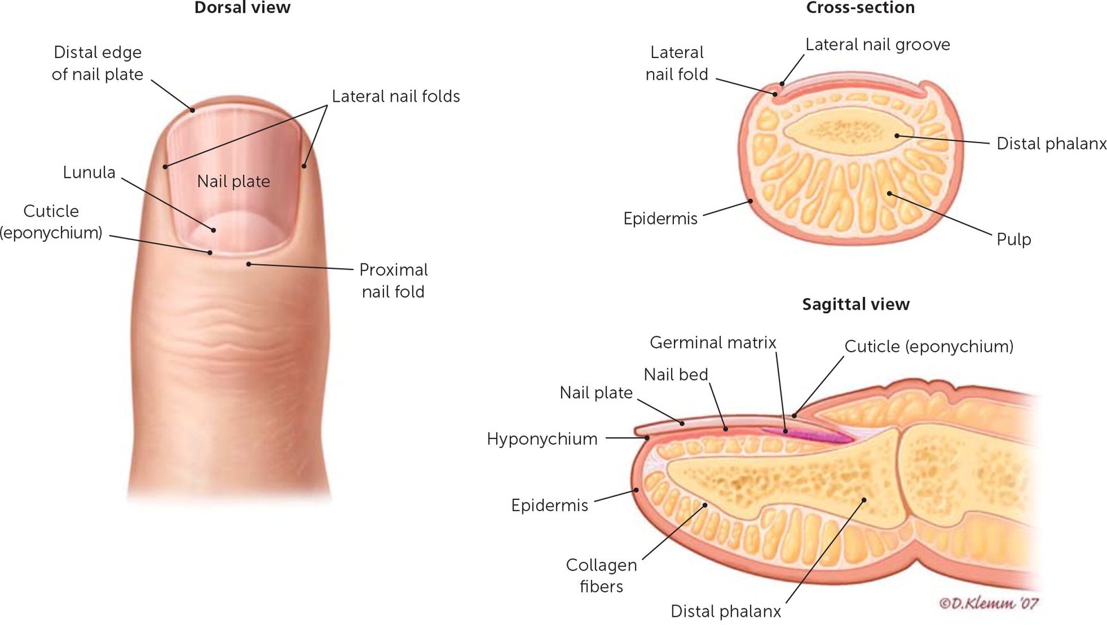 The structure and functions of glands | CHAPTER 11 | Anatomy and Physiology