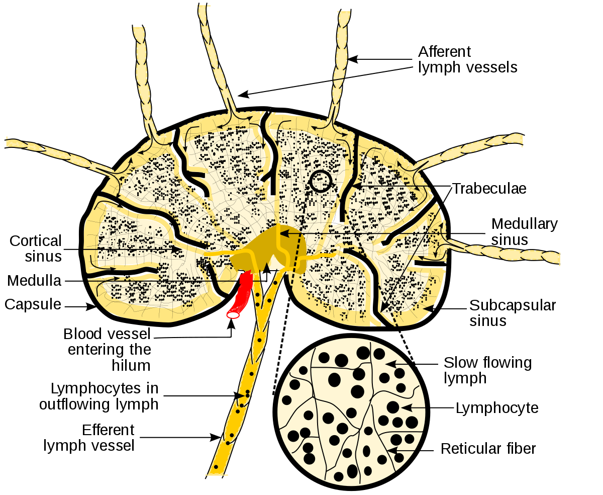 Lymph nodes | CHAPTER 12 | Anatomy and Physiology