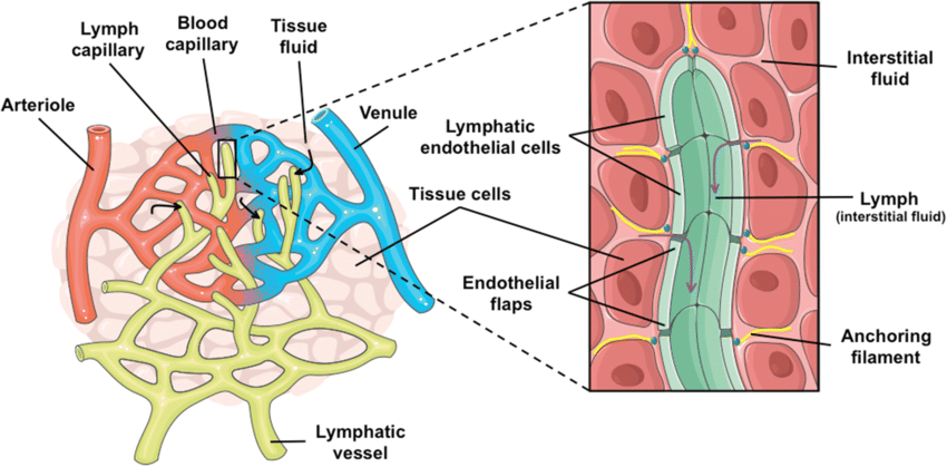Lymph nodes | CHAPTER 12 | Anatomy and Physiology
