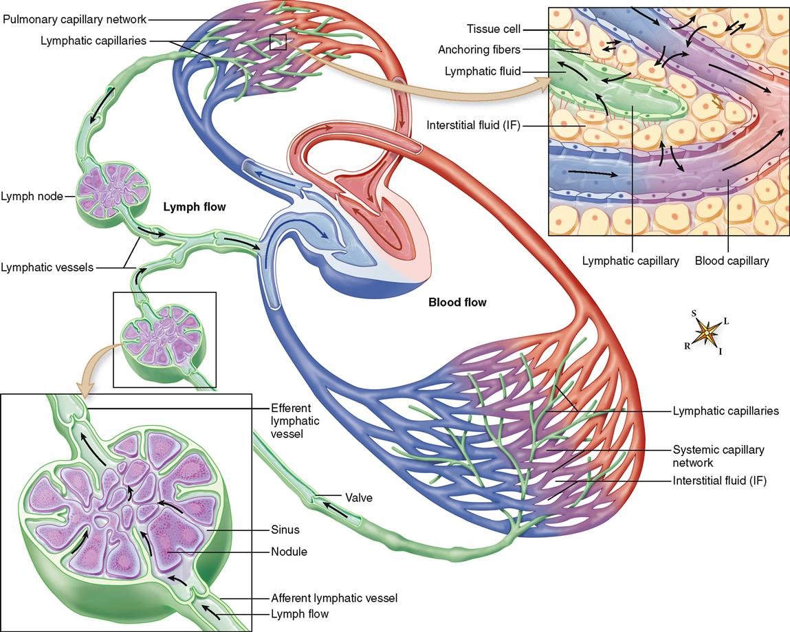 The relationship of lymphatic vessels and lymph nodes to the cardiovascular system | CHAPTER 12 | Anatomy and Physiology