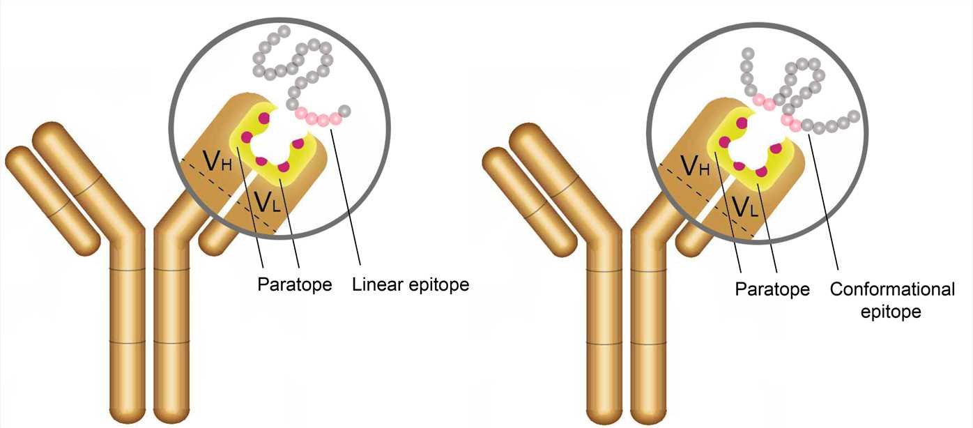 Antigen and antibody | CHAPTER 12 | Anatomy and Physiology