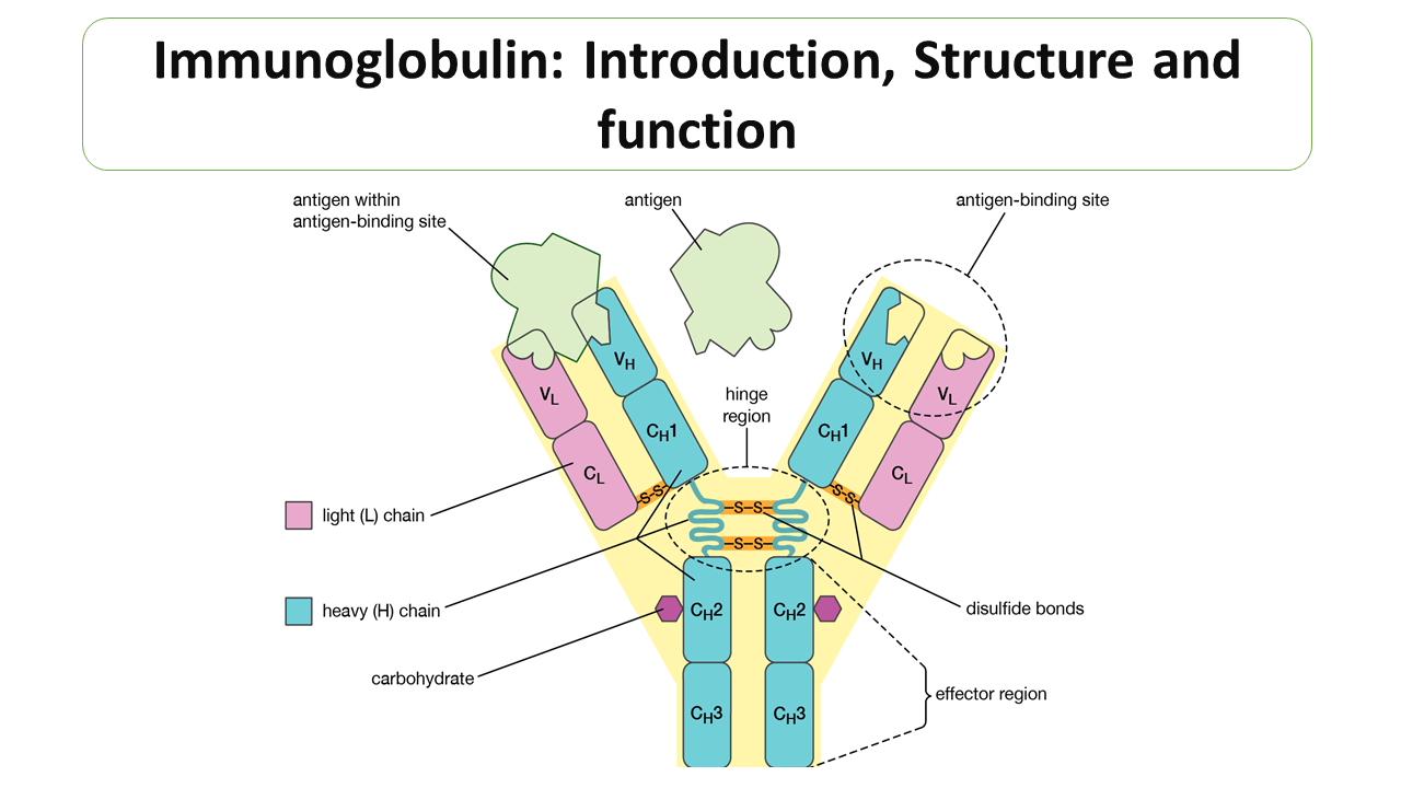 Antigen and antibody | CHAPTER 12 | Anatomy and Physiology