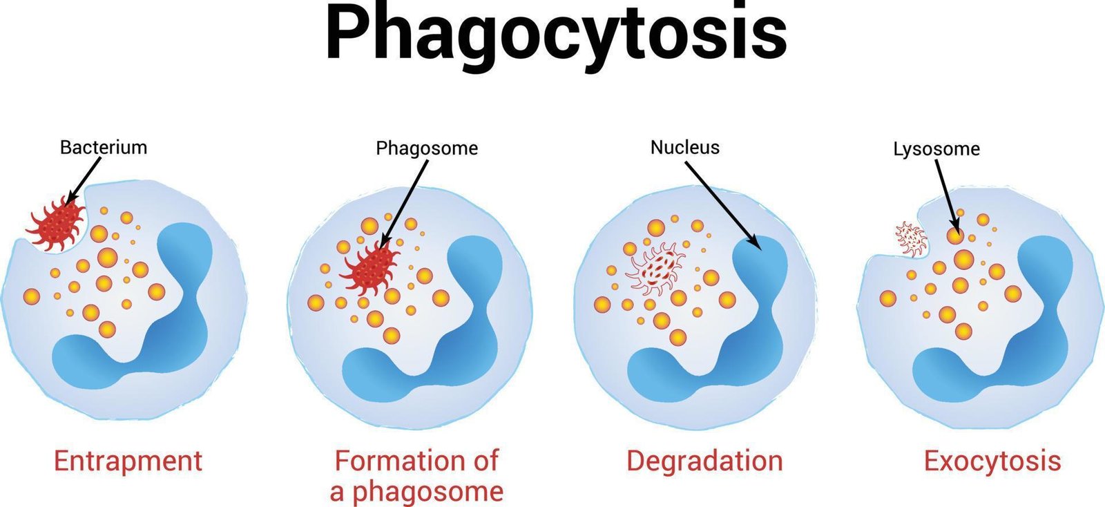 Concept about Phagocytosis | CHAPTER 12 | Anatomy and Physiology
