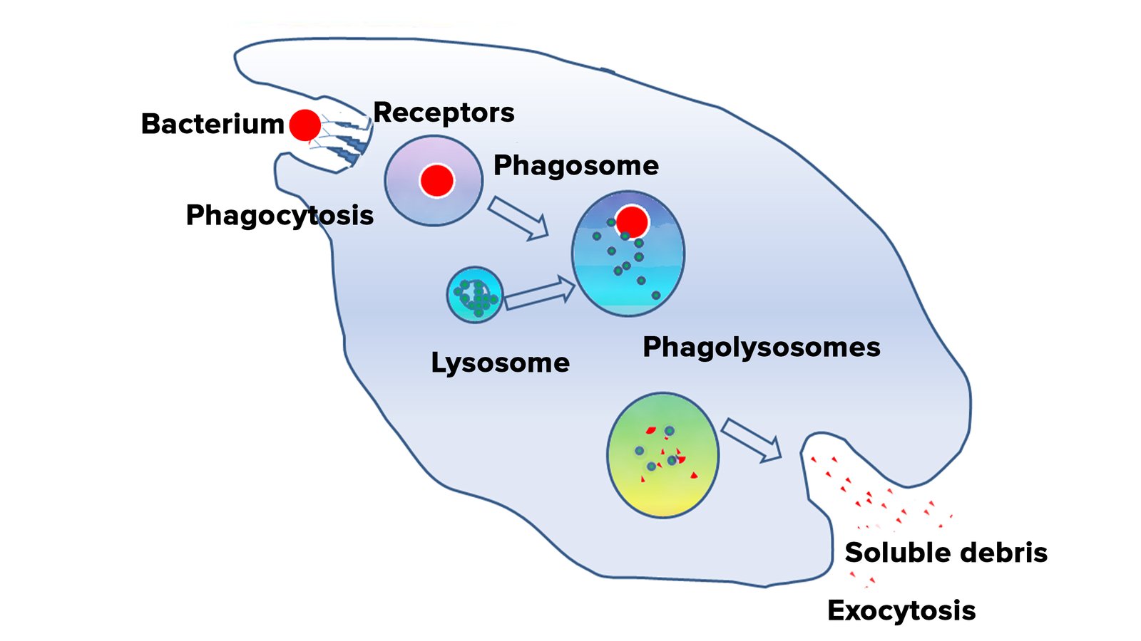Concept about Phagocytosis | CHAPTER 12 | Anatomy and Physiology