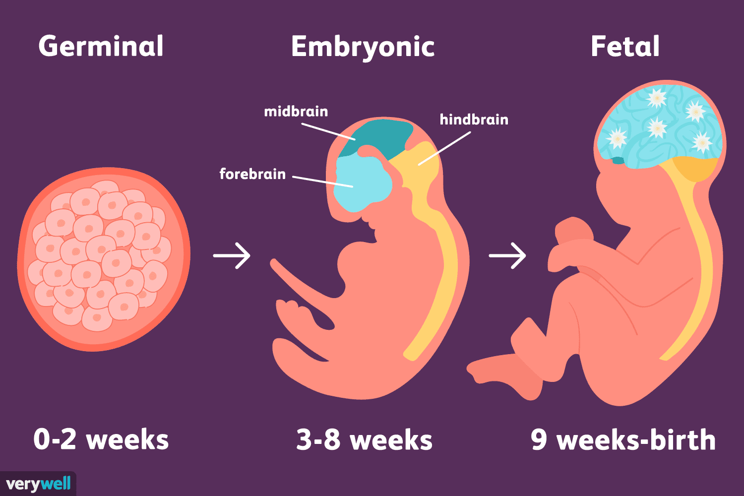 Changes During Embryonic and Fetal Development | CHAPTER 9 | Anatomy and Physiology