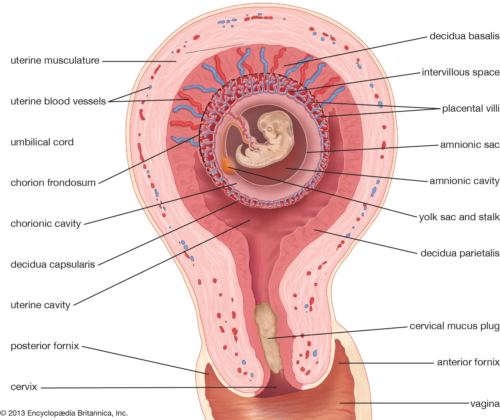 Changes During Embryonic and Fetal Development | CHAPTER 9 | Anatomy and Physiology
