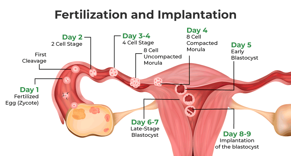 Fertilization and implantation