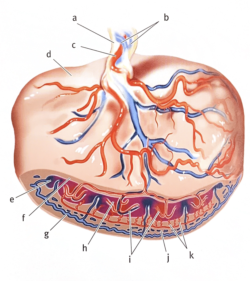 Concept about Placenta | CHAPTER 9 | Anatomy and Physiology