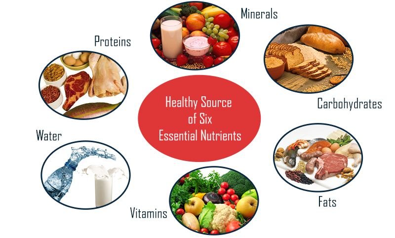 Essential Nutrients | CHAPTER 1 | Nutrition and Dietetics