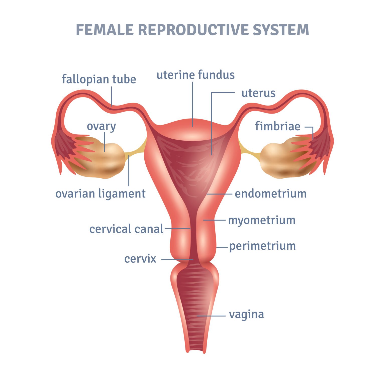 Functions of male and female reproductive system | CHAPTER 9 | Anatomy and Physiology